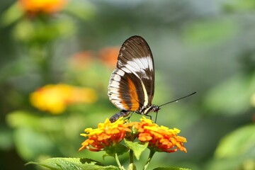 Obraz premium Blauer Passionsblumenfalter - Heliconius cydno 