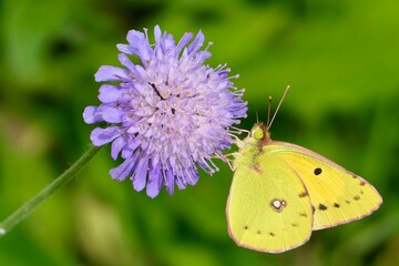 Postillon Schmetterling auf einer fliederfarbenen Acker-Witwenblume.
