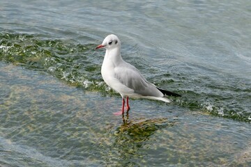 Lachmöwe am Wasser.