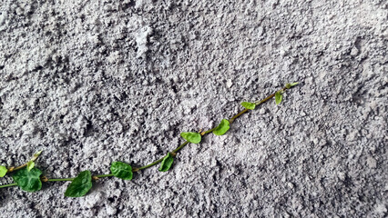 Close up view of vines on the wall