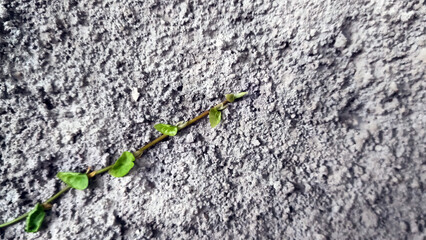 Close up view of vines on the wall
