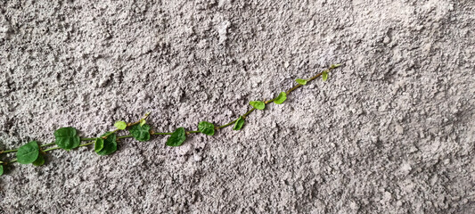 Close up view of vines on the wall