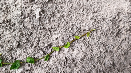Close up view of vines on the wall