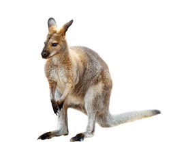 Kangaroo isolated on white background
