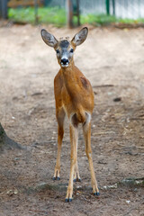 A deer is standing in a dirt field