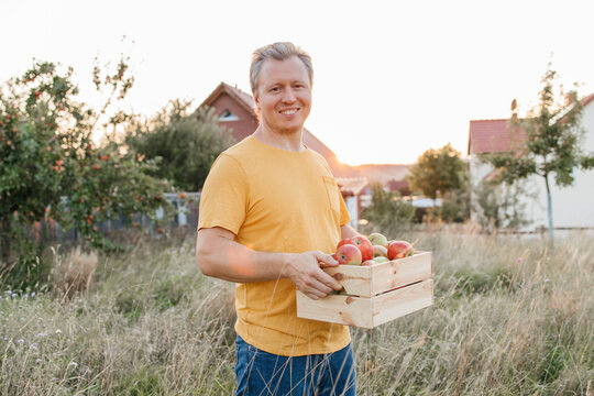 Smiling framer holding crate of apples and standing in orchard