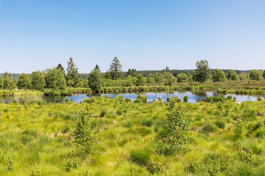 Pond under blue sky in High Fens national park, Wallonia, Belgium