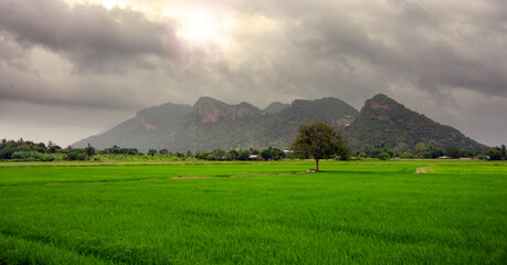 Rice fields growing in the rainy season.