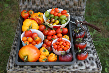 Tomatenernte im eigenen Garten