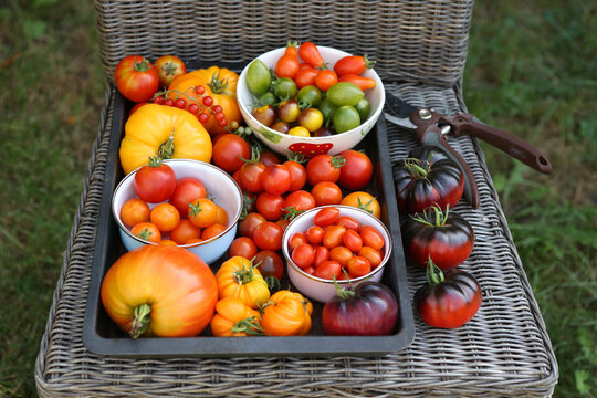 Tomatenernte im eigenen Garten