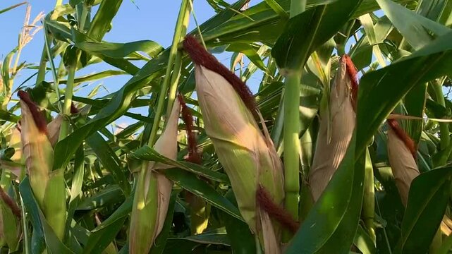 close up of corn on the cob blowing in the wind with clear blue sky in slow motion, cornfield in indonesia