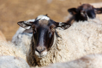 Portrait of a ram on a farm