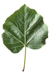 Fig Leaf. Isolated Green Foliage from Fig Tree with Clipping Path
