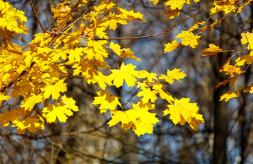 Yellow leaves on a maple tree in autumn