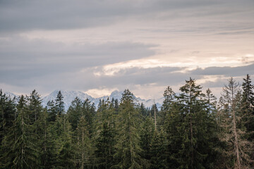 A dense forest of tall pine trees with snow-capped mountains in the background under a cloudy sky at dusk..