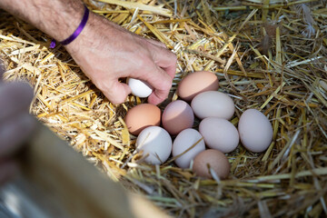 Hand on man taking animal egg from nest