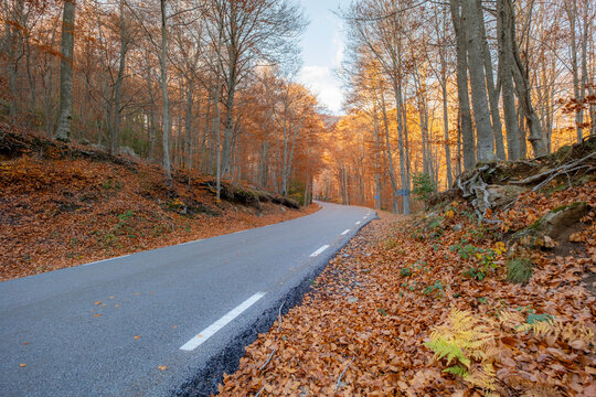 A winding road cuts through an autumnal forest, strewn with fallen leaves, capturing a journey into the serene, vibrant embrace of nature's seasonal transition in Montseny Spain