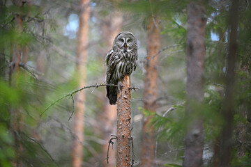 Female Great Grey Owl Perched on Broken Tree in Forest, Landscape Orientation

