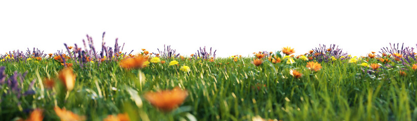 Vibrant meadow of wildflowers in a soft focus close-up view © Photocreo Bednarek