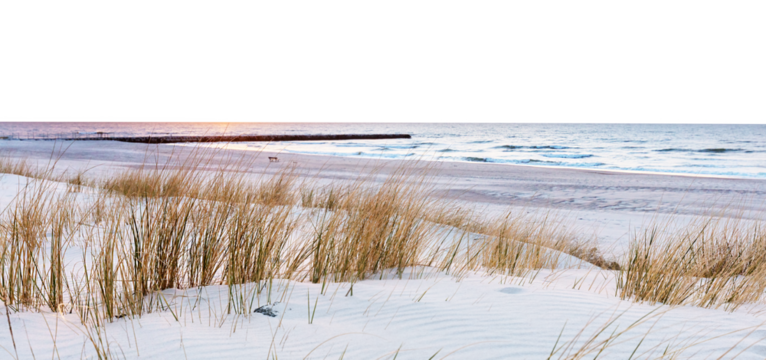 Windswept beach with tall grass and calm sea at sunset. Cut out on white