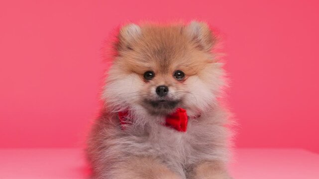 precious Pomeranian spitz fluffy dog with red elegant bowtie around neck tilting head on both sides while laying down in front of red background