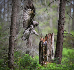 Female Great Grey Owl Landing with Wings Spread at Nest with Fluffy White Chicks in Forest