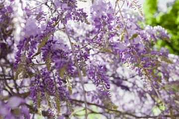 blooming wisteria in spring in the garden - Image