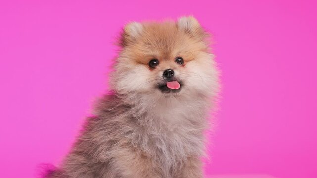 greedy small Pomeranian spitz doggy licking mouth, looking forward and begging for food while looking up and sitting in front of pink background