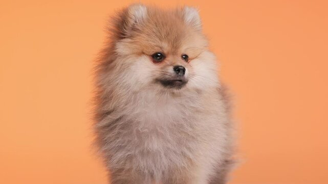 curious little Pomeranian dog looking up, down and to side, tilting head to side and standing on orange background