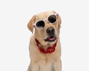 adorable labrador retriever doggy with tilted sunglasses panting