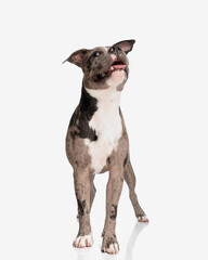 excited american bully puppy looking up and jumping in the air