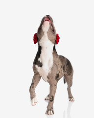curious american bully dog with red tassels looking up and panting