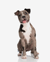 adorable american bully puppy sticking out tongue and panting