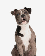 Naklejka premium happy american bully dog looking up and being curious