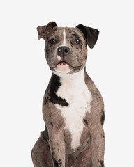 precious american bully puppy looking forward and sitting
