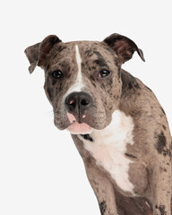 portrait of adorable american bully dog looking at camera