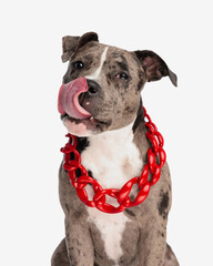 hungry american bully puppy with big red collar licking nose