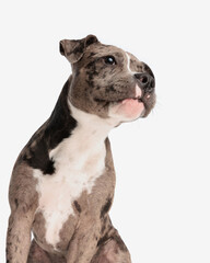 curious american bully puppy looking away and sitting