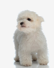 cute little bichon maltese puppy looking up side and walking