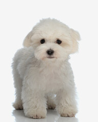 adorable small bichon maltese puppy looking forward and walking