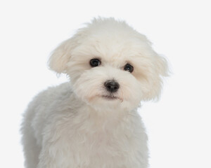 portrait of lovely bichon maltese puppy looking at camera