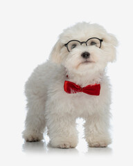 curious little bichon maltese dog with red bowtie and glasses looking up