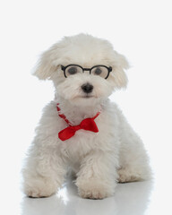 precious little bichon maltese dog with eyeglasses and bowtie sitting