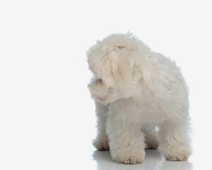 sweet fluffy bichon maltese puppy looking to side and walking