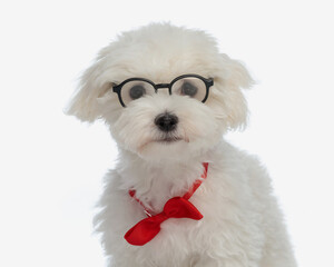 cute bichon maltese puppy with reading glasses and bowtie standing