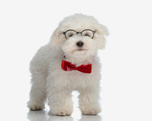 cute little bichon maltese dog with red bowtie and eyeglasses walking