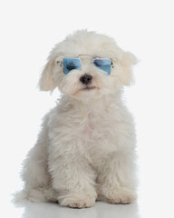 beautiful bichon maltese puppy with square sunglasses sitting