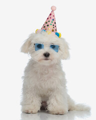 sweet little bichon dog with party hat and glasses sitting and looking at camera