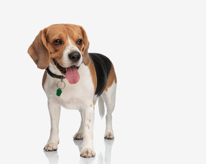 adorable little beagle puppy sticking out tongue and panting