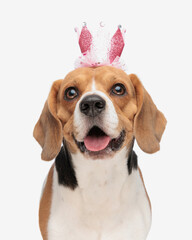 beautiful little beagle puppy with pink crown sticking out tongue and panting